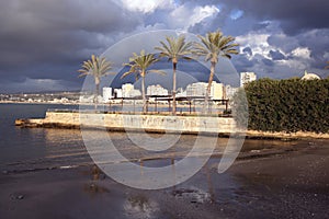 Palms in Sidon