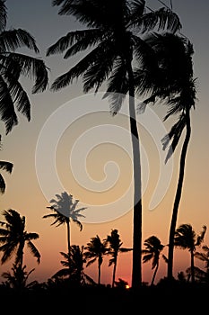 Palms silhouette at sunset. Barra beach. Inhambane province. Mozambique