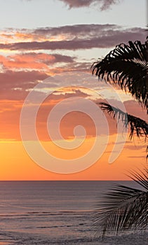 Palms silhouetted by the sunset