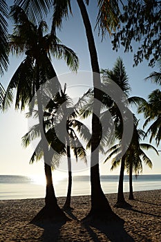Palms silhouettes at sunset. White beach. Boracay Island. Aklan. Western Visayas. Philippines