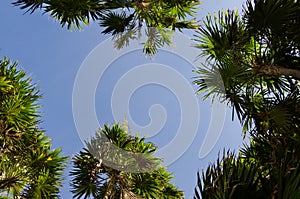 Palms and sky