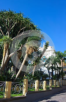 Palms of Sorrento-I- Campania- Italy