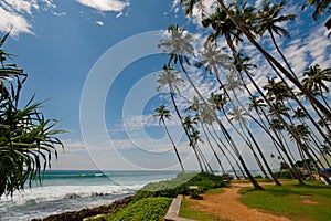 Palms in Sri Lanka