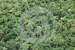 Palms in subtropical forest photo