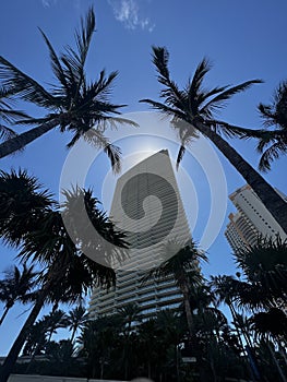 palms on sunny isles florida. armani building