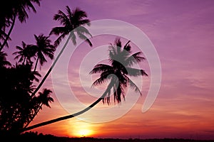 Palmy na východ slnka 