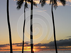 Palms at sunset