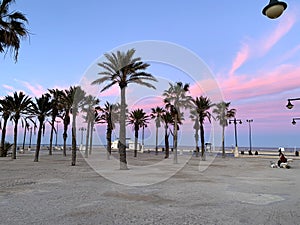 Palms sunset and rose nubles