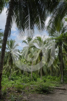 Palms from Tayrona National Park, Santa Marta