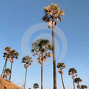 Palms threes sky blue
