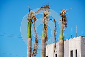 Palms torn apart after Hurricane Ian Fort Myers FL