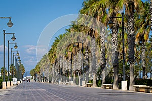 Palms tree avenue