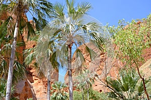 Palms tree in bungle bungle