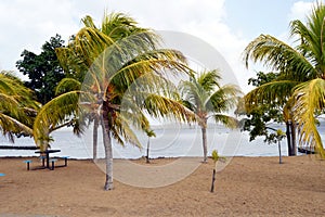 Palms tree in Caroni riverside, Venezuela, South America