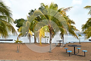 Palms tree in Caroni riverside, Venezuela, South America