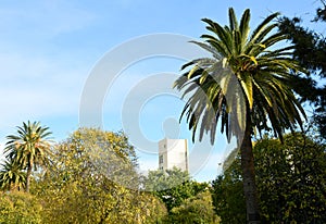 Palms tree in city park on the blue sky background. Date Palm Phoenix dactylifera of the palm family Arecaceae. Phoenix Palm