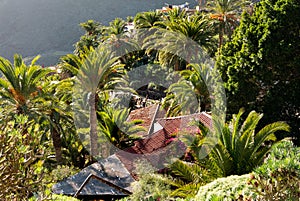 Palms tree in Masca village, Tenerife