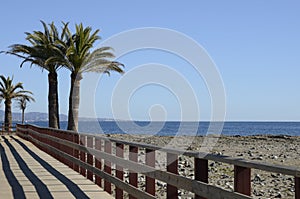 Palms tree next to litoral path photo