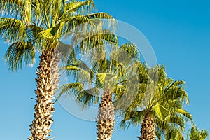 Palms tree, tropical vegetation, bottom view, blue sky