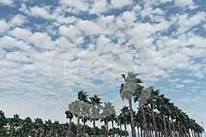 Palms trees, blue sky and clouds Travel summer vacation.