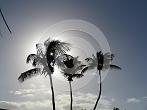 3 palm trees in  front of the sun photo