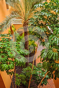 Palms and trees of hotel courtyard in Tenerife, Spain