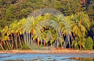 Palms trees on Sunset