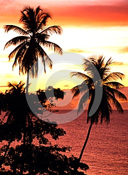 Palms trees at sunset, Tobago.