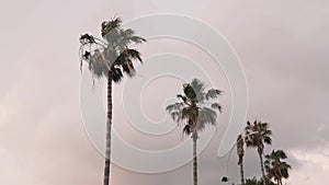 Palms trees swaying in wind. Row of green palm trees with an overcast blue sky on background. Group of palm trees against gray sky