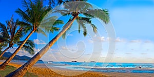 Palms trees on the tropical beach