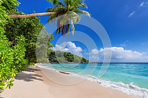 Palms in tropical beach and sea. Summer vacation and tropical beach background.