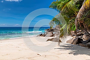 Palms and tropical beach with white sand.