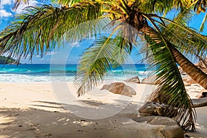 Palms and tropical beach with white sand.