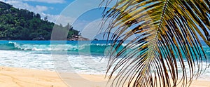 Palms and tropical beach with white sand.