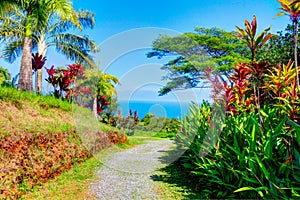Palms in tropical garden . Garden Of Eden, Maui Hawaii photo
