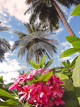 The palms on the tropical island in equator.