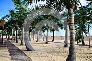 Palms