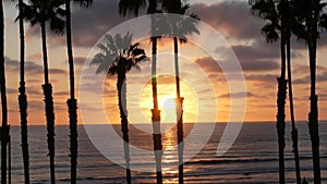 Palms and twilight sky in California USA. Tropical ocean beach sunset atmosphere. Los Angeles vibes.