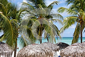 Palms on Varadero beach in Cuba near the ocean