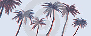 Palms vector graphic t-shirt designs, posters, prints