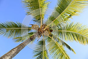 The Palms at Vidanta Riviera Maya photo