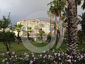 Palms washed with warm September rain, gently sparkling with greenery in the sun