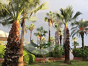 Palms washed with warm September rain, gently sparkling with greenery in the sun