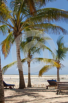 Palms in Watamu Bay