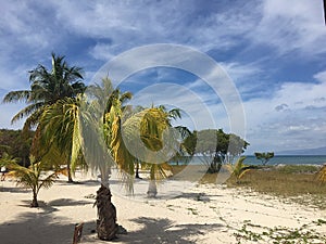 Palms and white beach