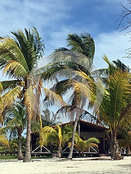 Palms and white beach