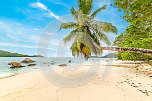 Palms and white sand in Anse Boudin