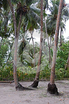 Palms at white sand beach