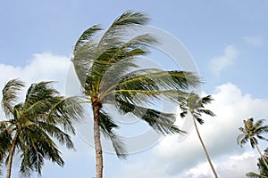 Palms and wind.