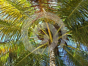 Palmtree